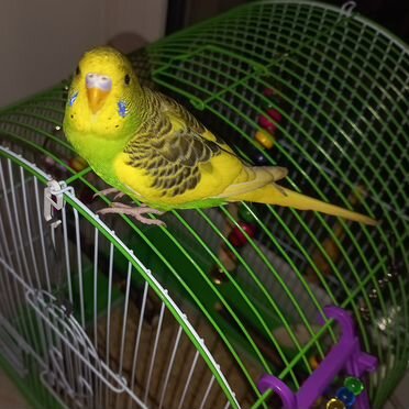 Волнистый попугай ручной и говорящий