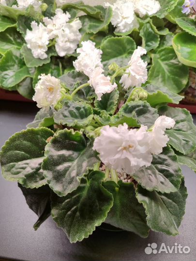 Сортовые фиалки цветущие