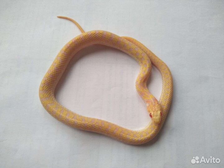 Подвязочный уж альбинос