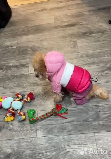 Куртка для маленькой собаки
