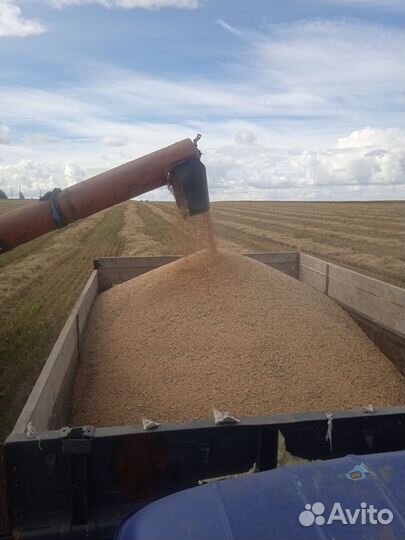 Пшеница фураж сухая