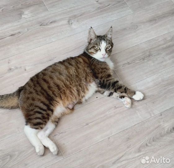 Кошечка Муся