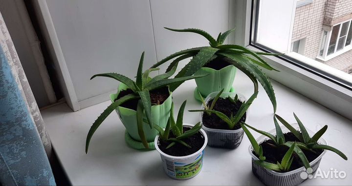 Алоэ столетник