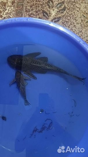 Сом птеригоплихт