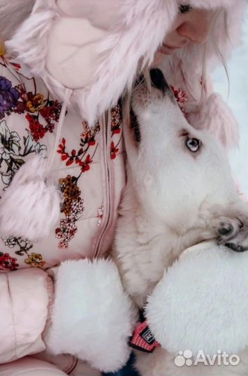 Собака-улыбака