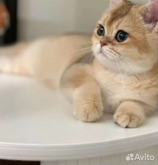 Британская золотая шиншилла