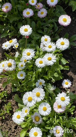 Маргаритки, Настурция, Календула