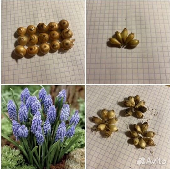 Луковки для отправки