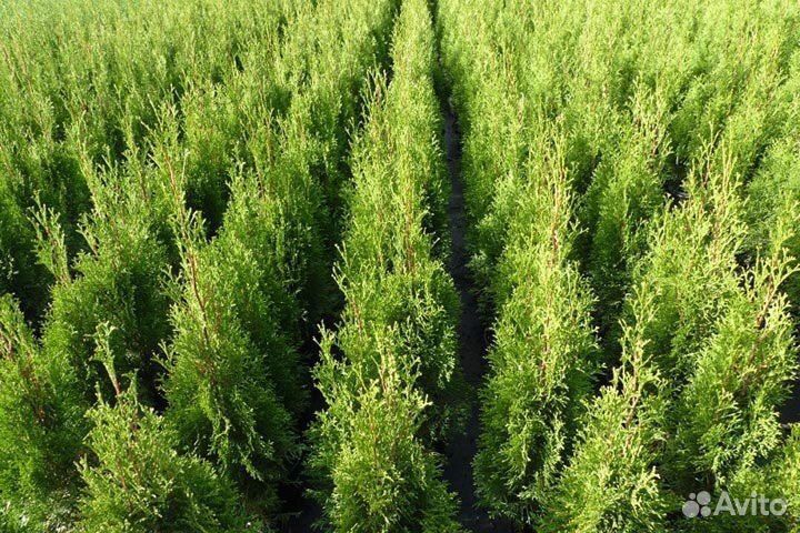 Туи 173 см Оптом без Посредников из Питомника