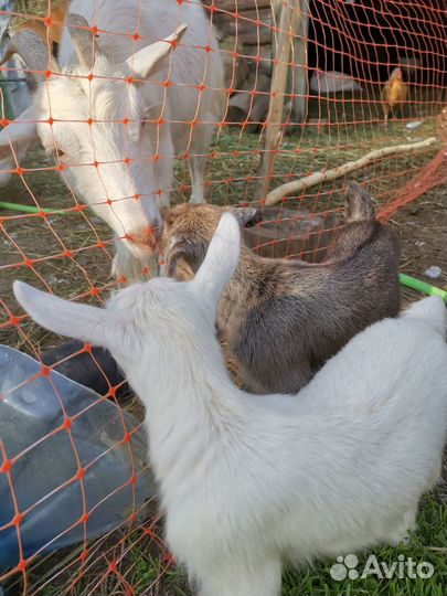 Камерунские козы козочки