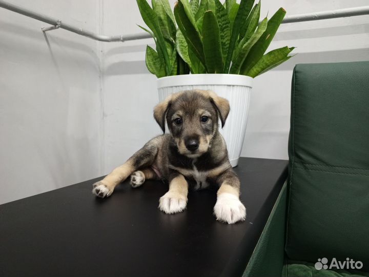 Щенок мальчик