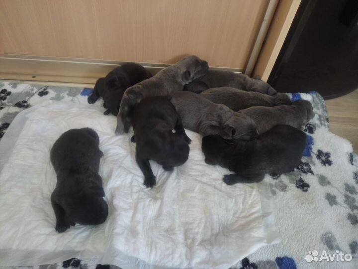 Собаки щенки Кане корсо