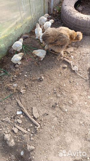 Цыплята и куры брама