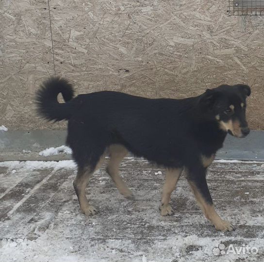 Собака девочка в добрые руки