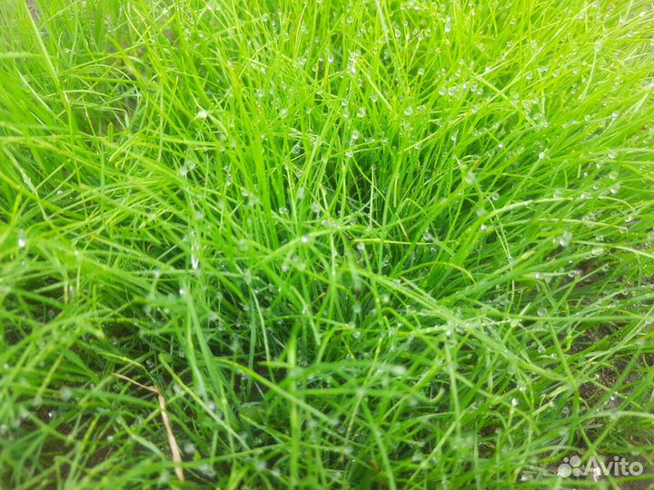 Семена газон
