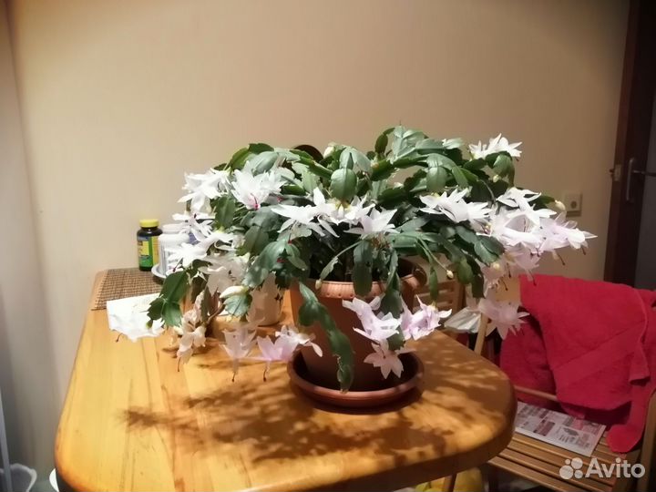 Декабрист шлюмбергера