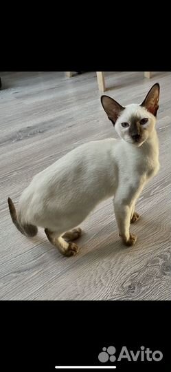 Ориентальные котята бронь