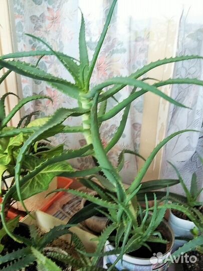 Алое (Столетник)