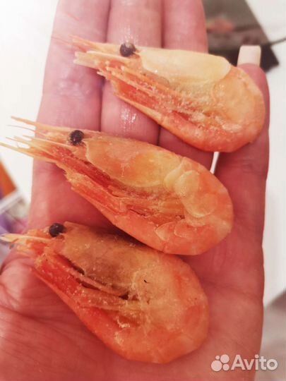 Креветка Северная