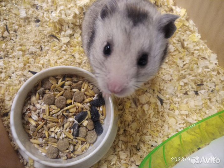 Сирийский хомяк