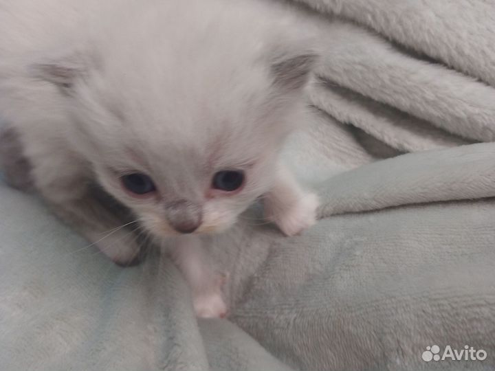 Котята шантладской +персидской породы