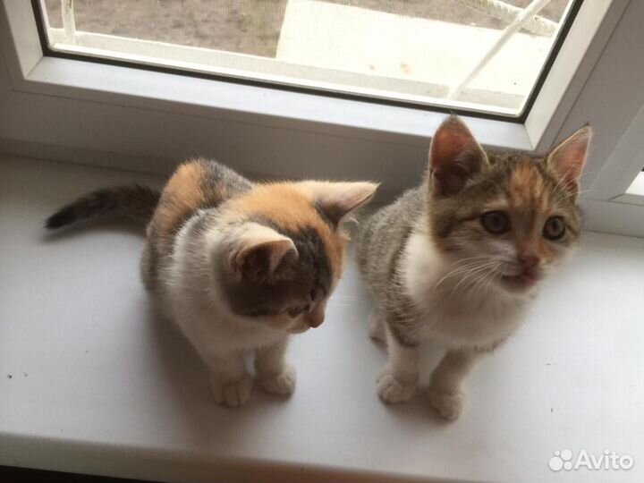 Котята