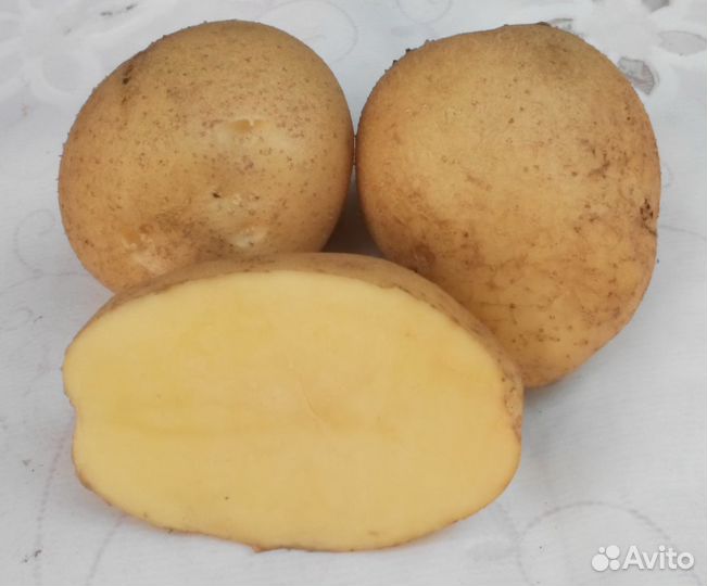 Цветной картофель (семенной картофель почтой)