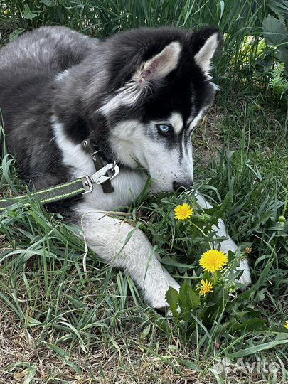 Щенок сибирской хаски