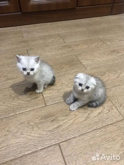 Шотландские котята