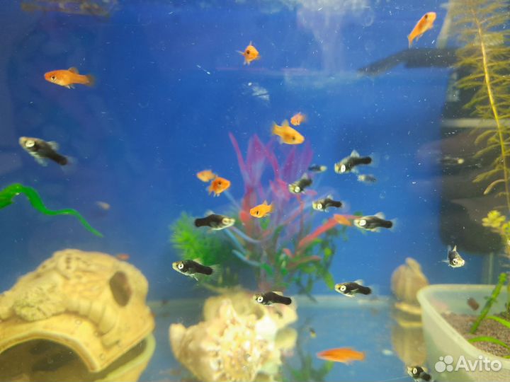 Аквариумные рыбки
