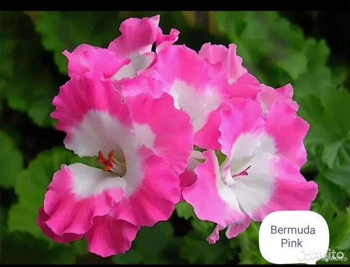 Герань пеларгония