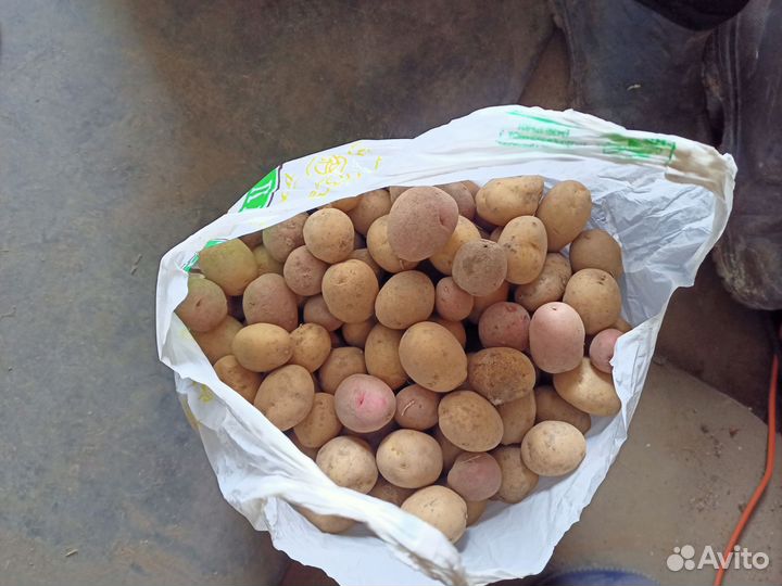 Картофель мелкий
