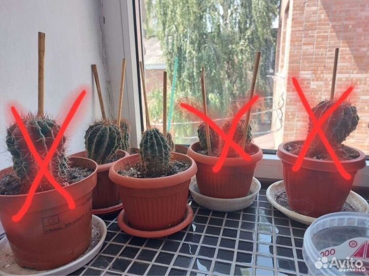 Кактусы самовывоз