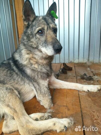 Собака в добрые руки