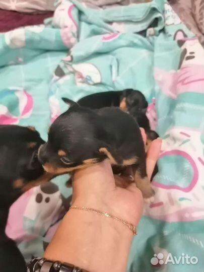 Мини той-терьер