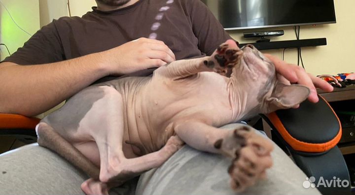 Передержка кошек