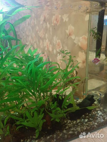 Аквариум