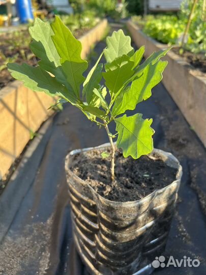 Дуб уральский саженец