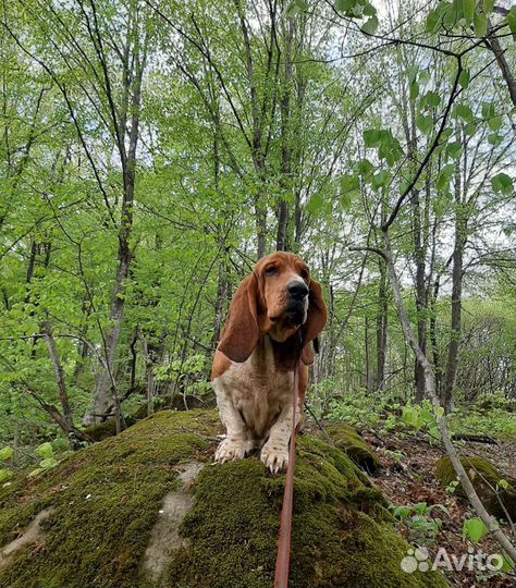 Бассет хаунд