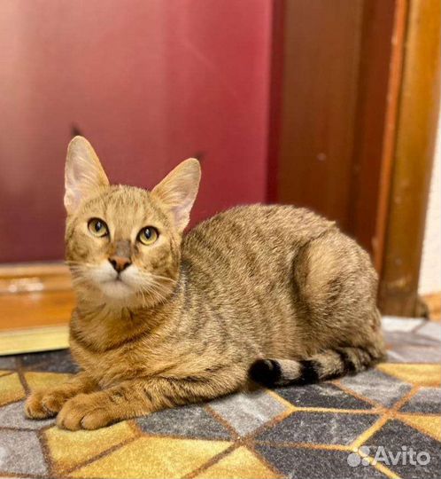 Кошка чаузи