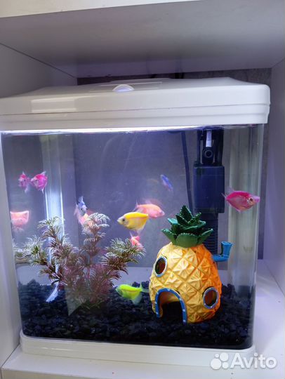 Аквариум с рыбками