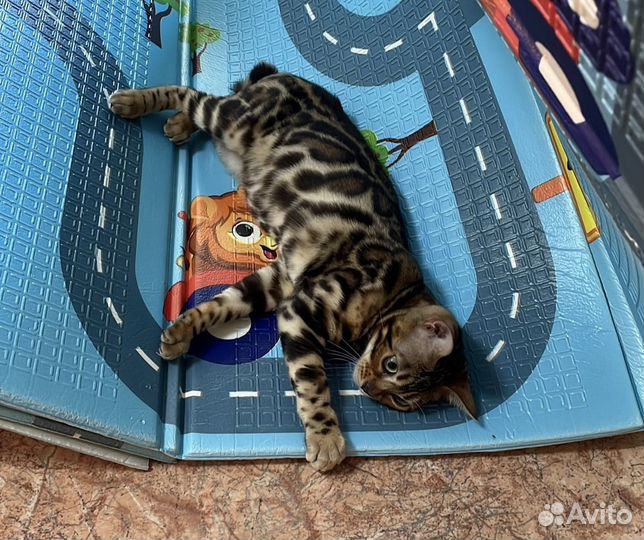 Бенгальская кошка
