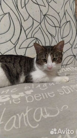 Кот кошка котенок котята ищем мам и пап помогите