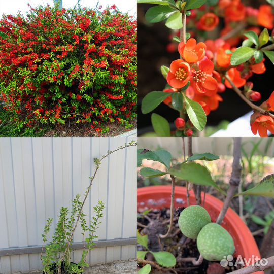 Айва японская