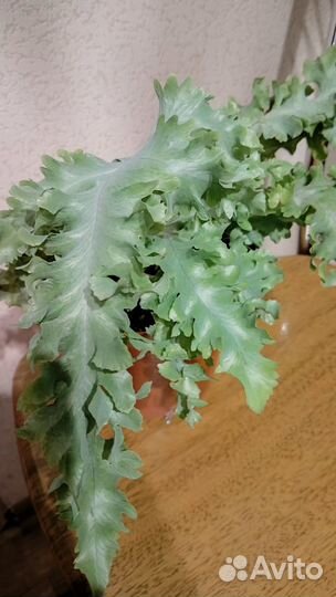 Флебодиум давана, адиантум, равен