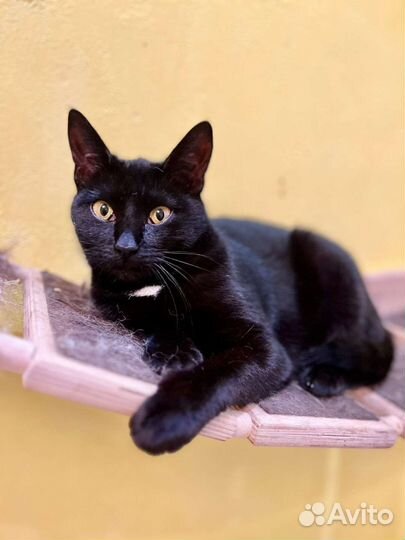 Кошка в дар