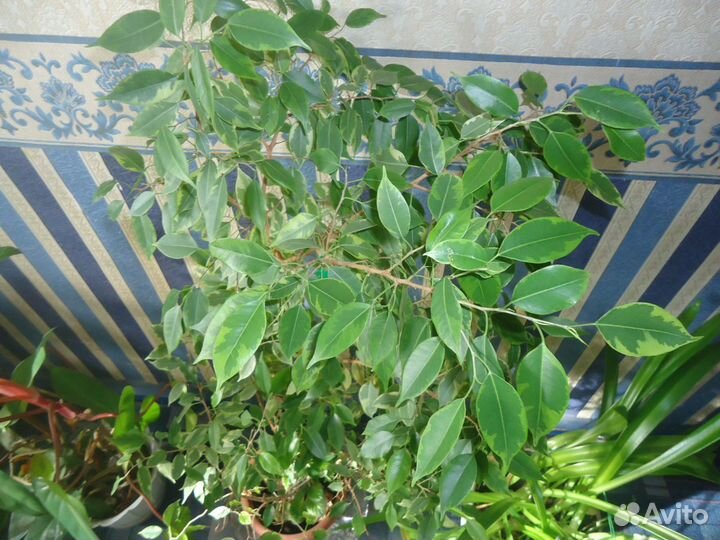 Комнатные растения цветы