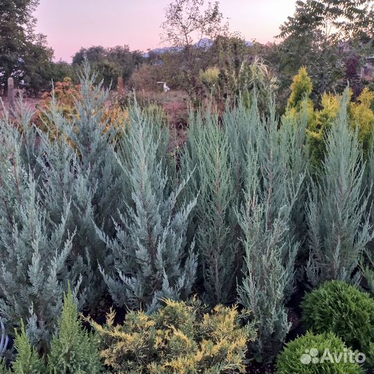 Можжевельник