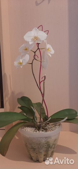 Четыре белых цветущих орхидеи