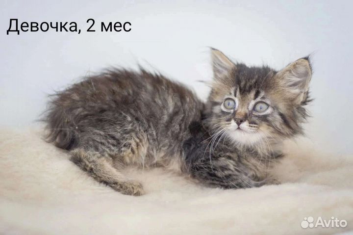 Карапузики